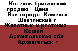 Котенок британский продаю › Цена ­ 3 000 - Все города, Каменск-Шахтинский г. Животные и растения » Кошки   . Архангельская обл.,Архангельск г.